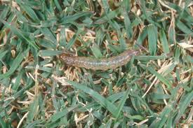 tropical sod webwormjpg